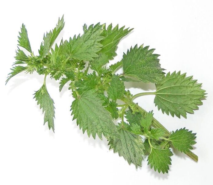 Nettle-composition of Uromexil