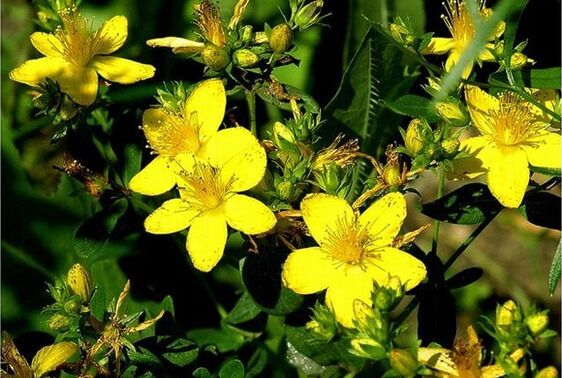 St. John's Wort - a medicinal plant that helps in the treatment of prostatitis