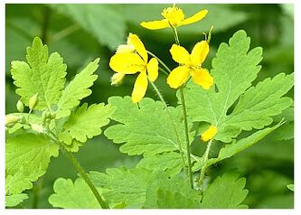 Chelidonium is a folk remedy for relieving prostate inflammation. 