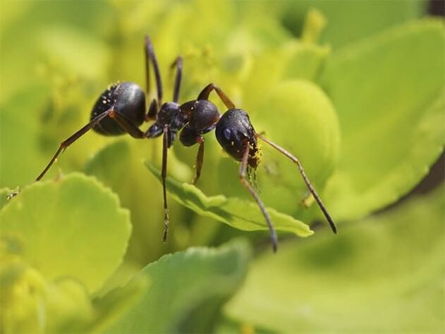 Ants fight prostatitis