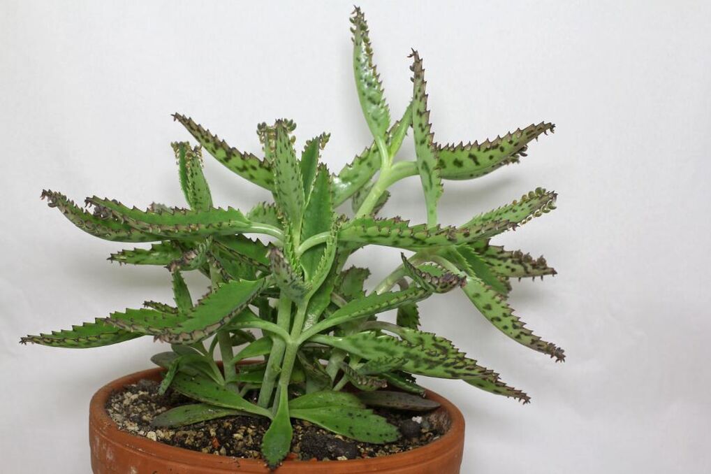 Kalanchoe flower treats prostatitis