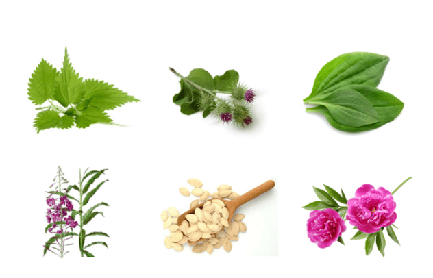 Plants of prostatitis