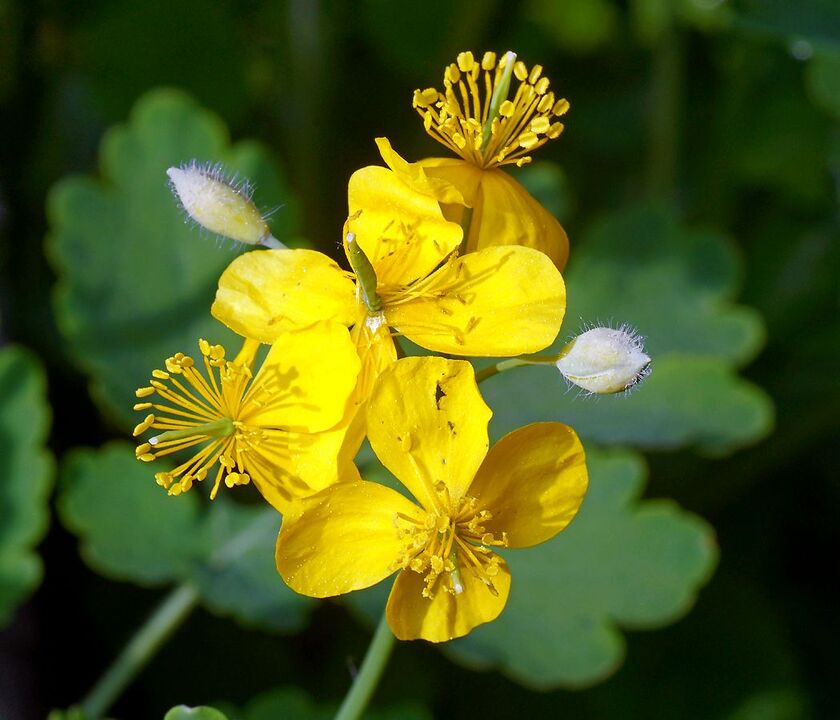 Chelidonium treats prostatitis