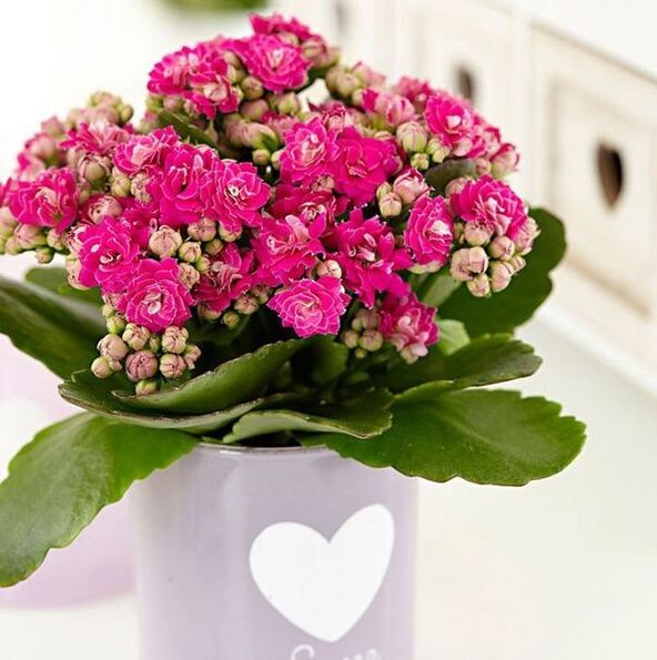 Kalanchoe flower treats prostatitis