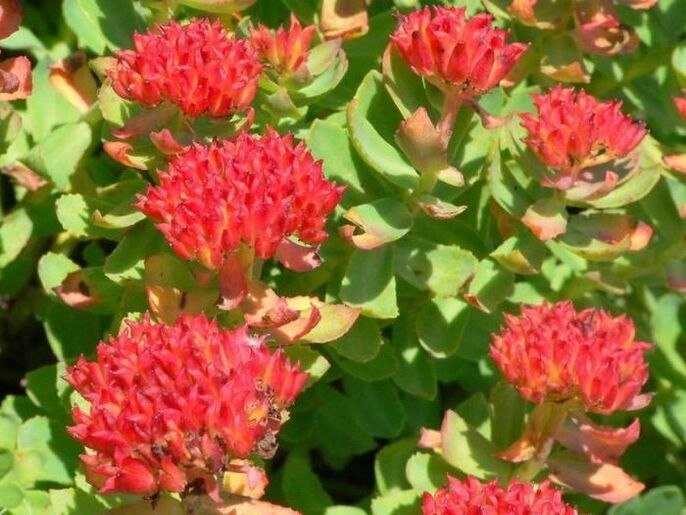 Rhodiola rosea treats prostatitis