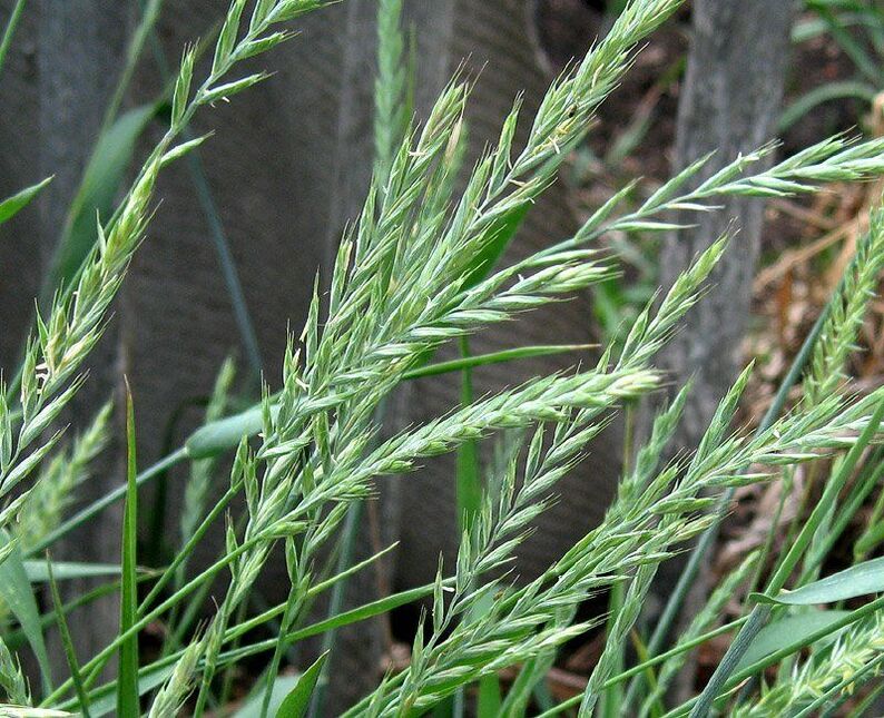 Wheatgrass treats prostatitis